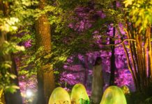 Tham quan triển lãm ánh sáng của TeamLabs ở Saitama