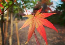 Lưu lại top 5 địa điểm ngắm lá thu được yêu thích nhất Tokyo