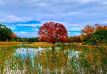 Mùa thu Nhật Bản và những điều thú vị