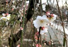 Tokyo: Ngắm hoa mơ ở Ikegami Baien