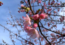 Top 3 địa điểm ngắm hoa anh đào ở Ota-ku, Tokyo