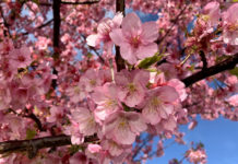 Ngắm hoa anh đào nở sớm Kawazu-zakura