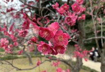 Tokyo: Ngắm hoa mơ ở công viên Koishikawa Korakuen (小石川後楽園)