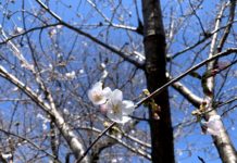 Mùa hoa anh đào năm 2021 ở Tokyo chính thức bắt đầu