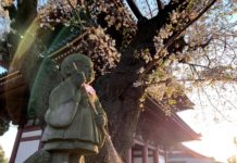 Tokyo: Hoa anh đào nở rộ ở chùa Honmonji vào mùa xuân