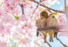 Đặc trưng bốn mùa ở Nhật