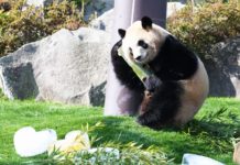 “Cô gấu trúc” ở Nhật được tặng quà nhân ngày Valentine trắng