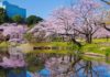 Lưu lại 10 địa điểm ngắm hoa anh đào ở Tokyo