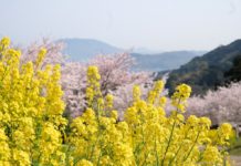 Điểm danh 6 địa điểm lý tưởng ngắm hoa cải vàng ở Fukuoka