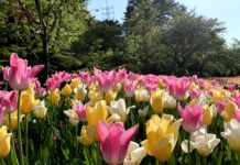 Hoa xuân nở rộ ở công viên Hamamatsu Flower Park, Shizuoka