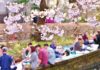 Tìm hiểu về lễ hội Hanami ở Nhật