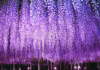 Ngắm hoa tử đằng ở công viên Ashikaga Flower Park