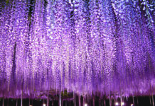 Ngắm hoa tử đằng ở công viên Ashikaga Flower Park