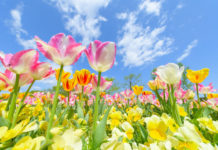 Top 8 địa điểm ngắm hoa Tulip tại Nhật