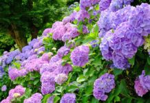 Lưu lại 10 địa điểm ngắm hoa cẩm tú cầu ở Tokyo