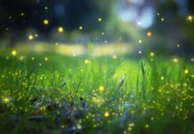 Lưu lại 5 điểm ngắm đom đóm mùa hè lãng mạn nhất Tokyo