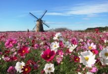 Lưu lại 15 vườn hoa tuyệt đẹp tại Nhật Bản