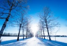 Bốn mùa ở Hokkaido, vùng đất cực Bắc của Nhật Bản