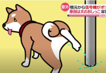 Cột đèn giao thông ở Nhật bị đổ sập vì….bị cún tè quá nhiều