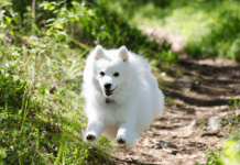 Sơ lược về 10 giống chó phổ biến ở Nhật Bản