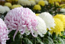 Hanakotoba: Giải mã ngôn ngữ của các loài hoa