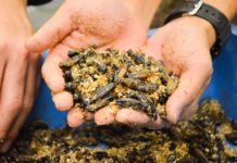 Chỉ có ở Nhật Bản: nước tương làm từ…dế