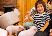 Thư giãn với những chú heo con ở quán cà phê thú cưng ngoại thành Tokyo