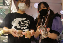 Fukuoka – Người đàn ông Fukuoka bị bắt vì tình nghi ăn trộm 3 con thằn lằn quý hiếm trị giá 29K USD từ quán cà phê hầu gái