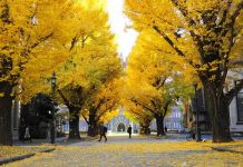 Hôm nay Nhật Bản ghi nhận thêm 731 ca nhiễm mới, trong đó Tokyo 72 ca