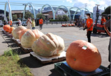 Quả bí ngô lớn nhất Nhật Bản trong năm nặng 394 kg