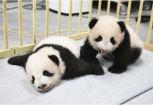 Đôi gấu trúc khổng lồ được sinh ra trong vườn thú Tokyo tên là Xiao Xiao, Lei Lei