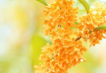 Nhật Bản mùa thu và hương hoa mộc vàng – kinmokusei len qua từng góc phố