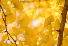 Tin tức Covid-19 ở Nhật Bản ngày 26 tháng 10 năm 2021