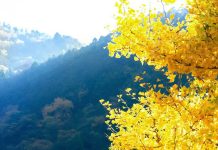 Tin tức Covid-19 ở Nhật Bản ngày 3 tháng 11 năm 2021