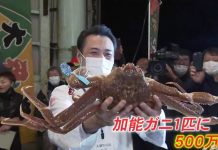 Cua tuyết Nhật Bản được đấu giá 1 tỷ đồng