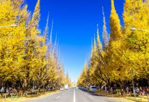 Tin tức Covid-19 ở Nhật Bản ngày 15 tháng 11 năm 2021