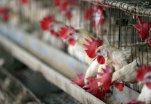 Chính phủ Nhật Bản nâng cảnh báo cúm gia cầm lên mức cao nhất