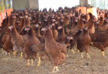 Tỉnh Akita xuất hiện dịch cúm gia cầm