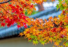 Lưu lại top 10 địa điểm ngắm lá đỏ ở Chiba