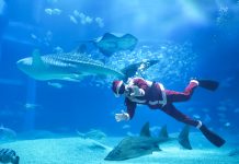Osaka: đến thủy cung Kaiyukan xem ông già Noel lặn với cá mập voi