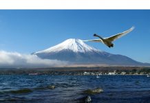 Địa điểm du lịch gần Tokyo: Hồ Yamanaka – Viên Ngọc Xanh Của Núi Phú Sĩ